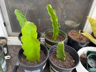 Rooted Dragonfruit Cuttings
