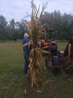 Corn Stalks bundles