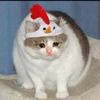 ya_ boi_ nugget