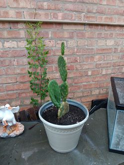 Prickly Pears  Cactus