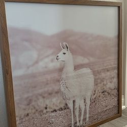 24x24 Llama Framed Print