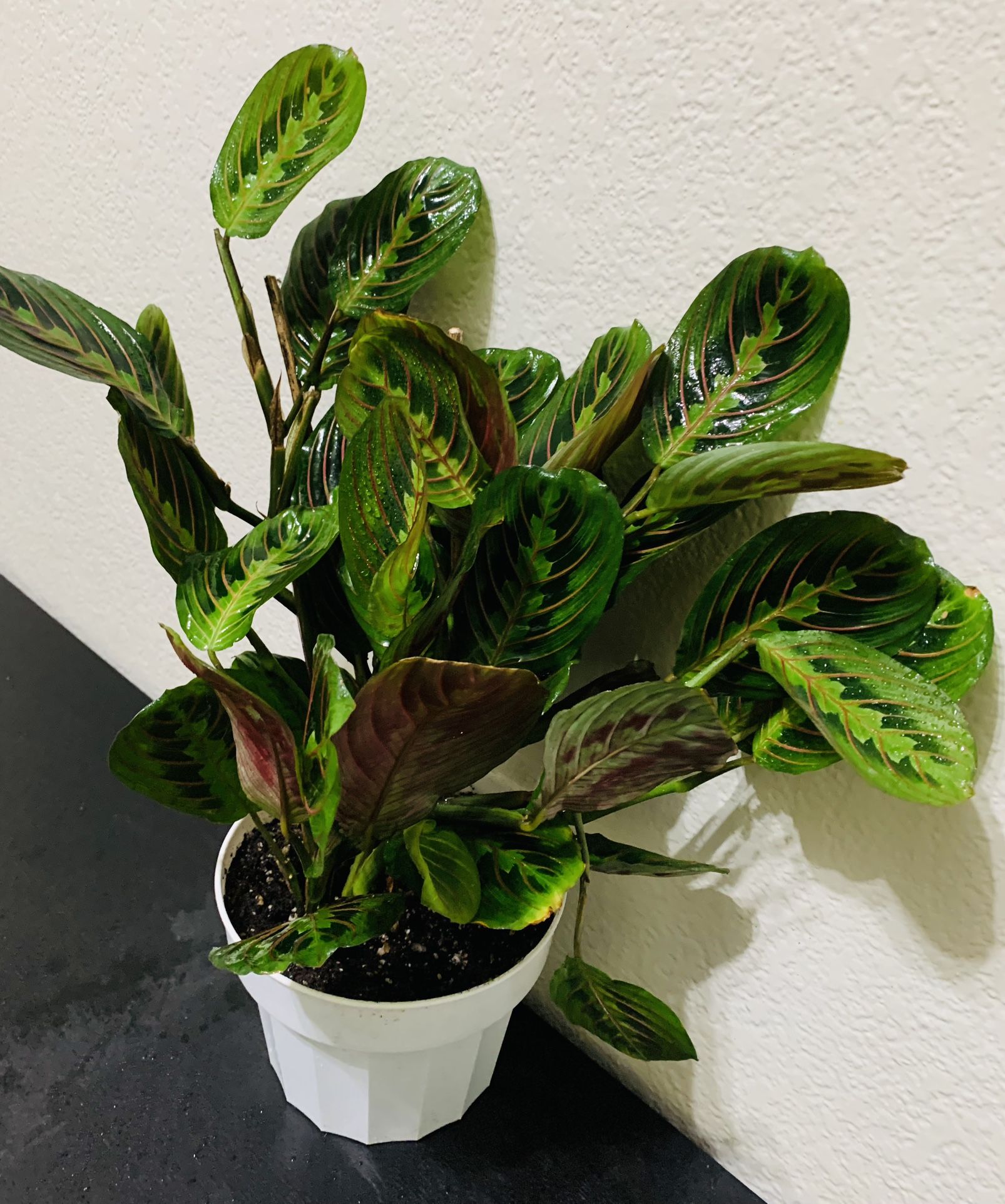 RED MARANTHA//PRAYER PLANT IN 6” NURSERY POT♥️