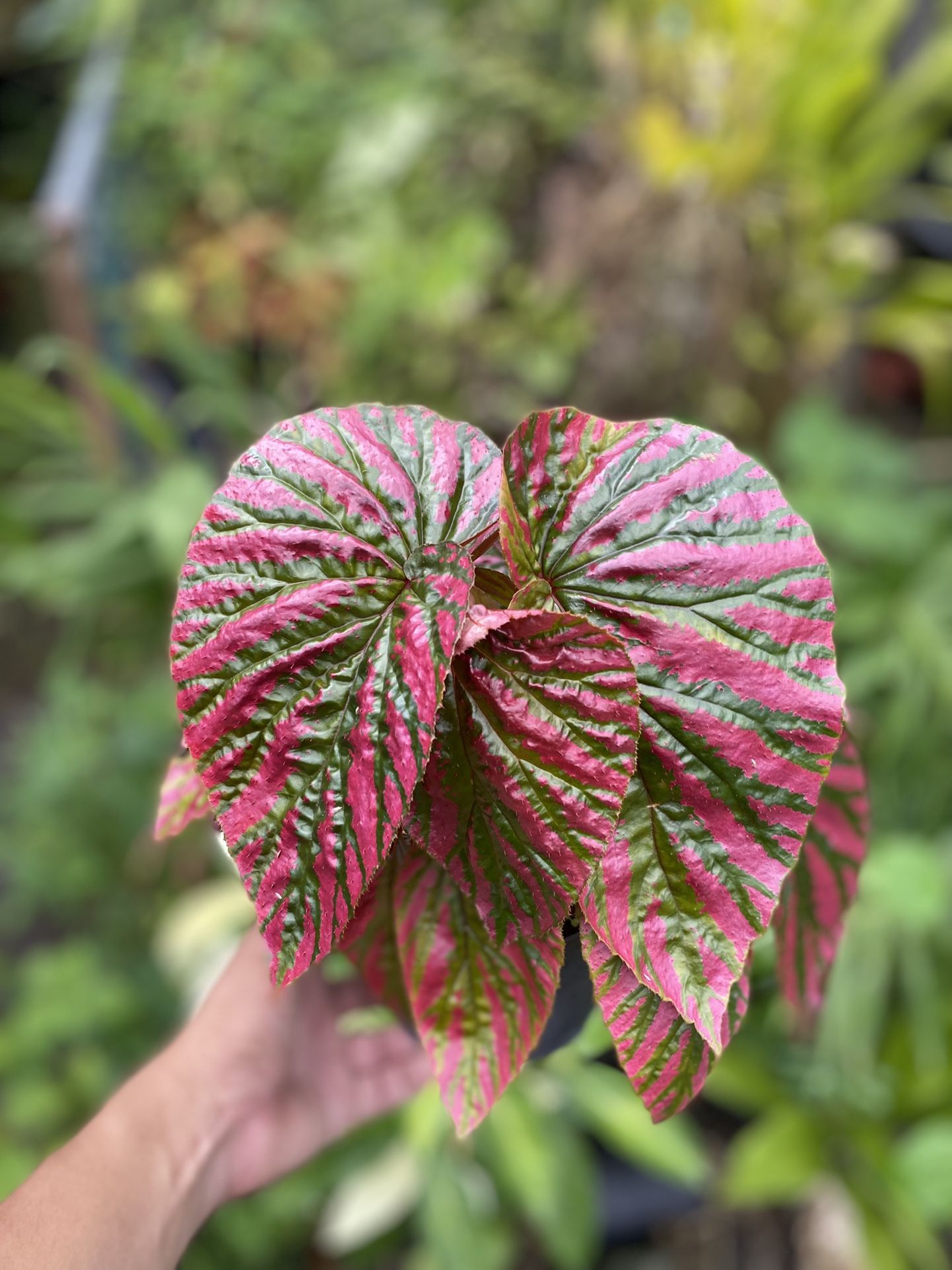 Begonia Brevirimosa Exotica