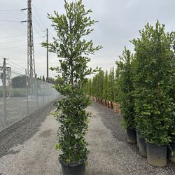 Ficus Nitida Indian Laurel 8’- 8’ 1/2” 