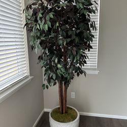 6ft Tall Artificial Ficus Tree