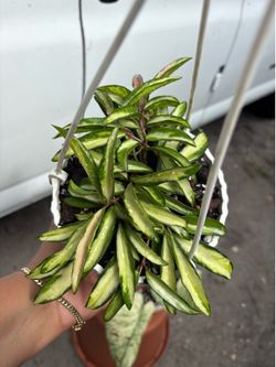 Hoya Wayetii variegata