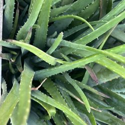 Aloe Vera