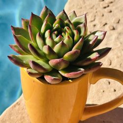 Korean Succulents In Ceramic Mug 