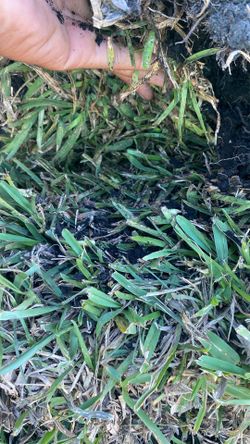 Fresh St. Augustine Sod Pallet - $225 For 500 Sqft