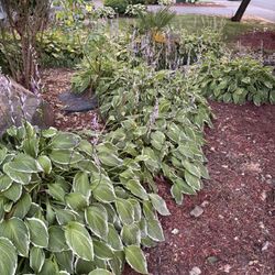 Beautiful Plants For Sale