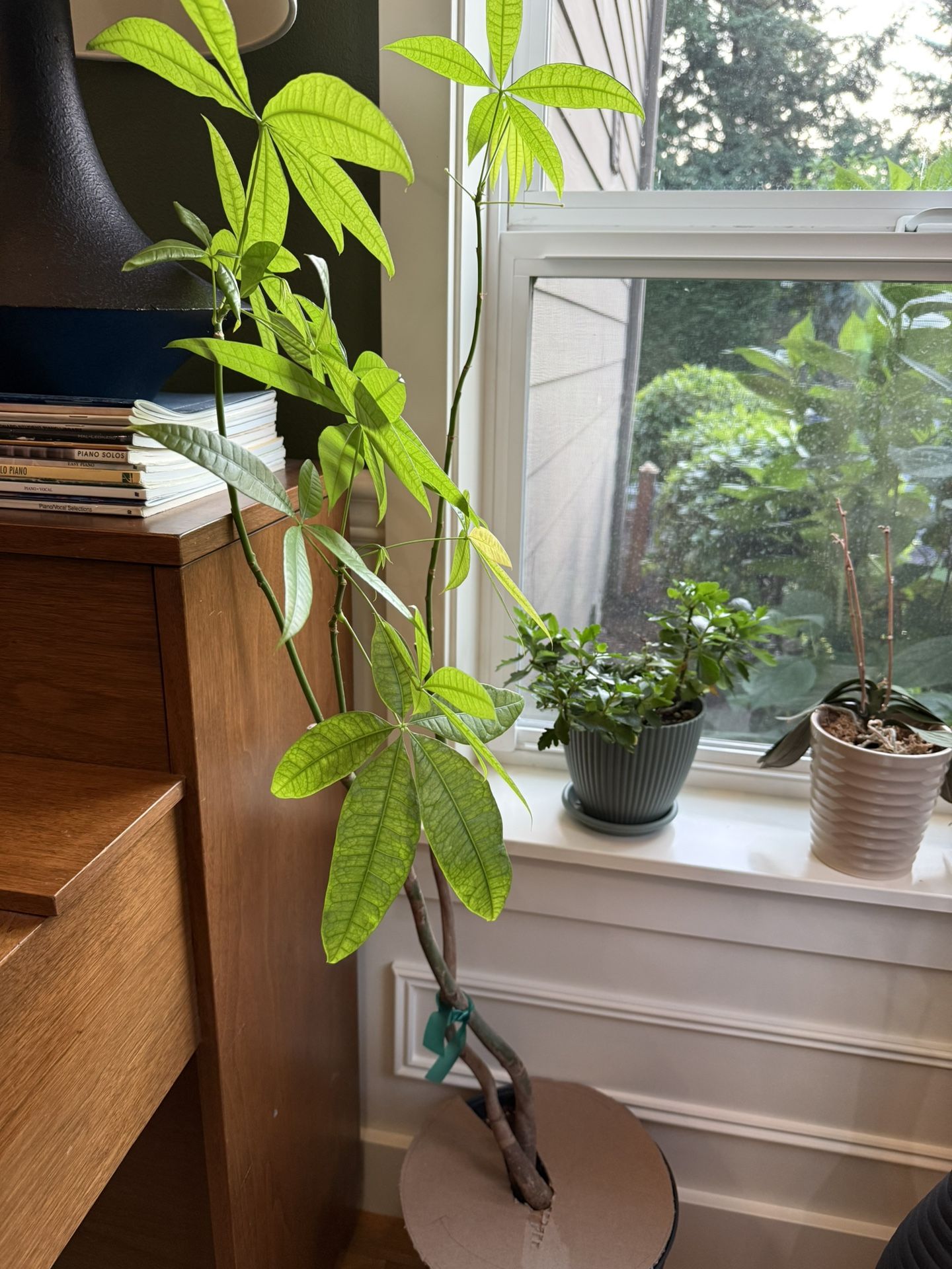 Money Tree – Braided Trunk for Good Luck