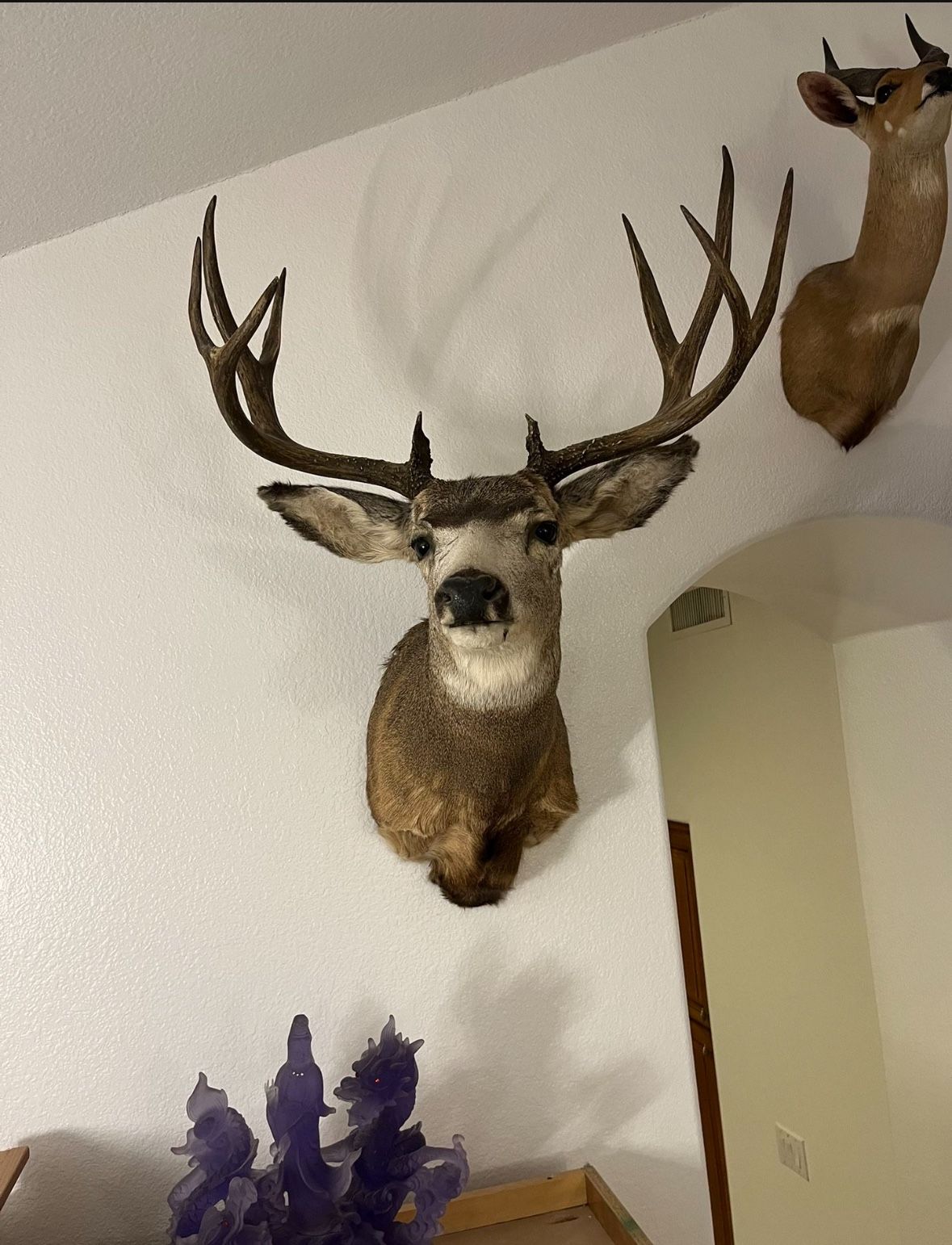Taxidermy- Mule Deer - Coues Deer