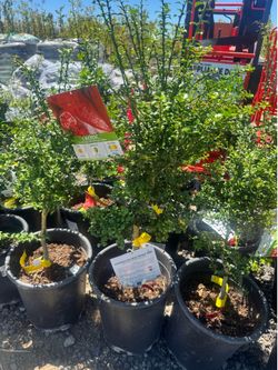 Australian Red finger lime tree - 5 gallon