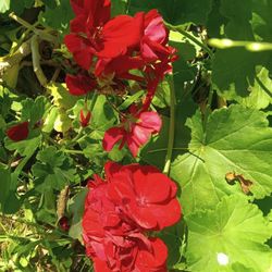 Beautiful  Plants and Succulents 