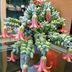 Cotyledon Pendens