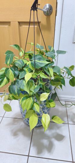 Beautiful Trailing Brazilian Pothos Plants