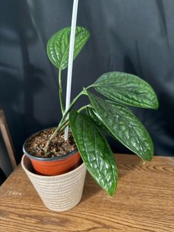 Monstera Peru