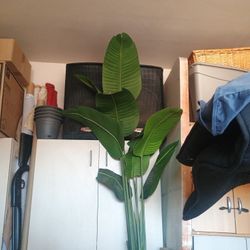Bird Of Paradise 