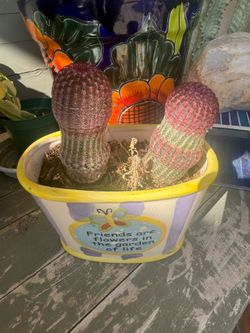 Rainbow cactus in friend pot