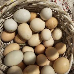 Ayam Cermani And Mixed Flock Hatching Eggs