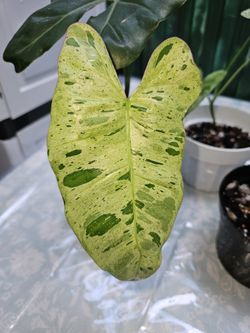 Philodendron Paraiso Verde 