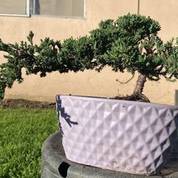 Bonsai Plants Japanese Garden Juniper $50 Each
