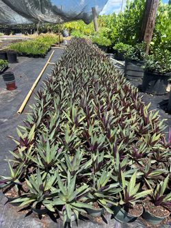 Oyster Plant / Moses in the Cradle – 1 Gallon