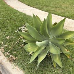 Free large succulent