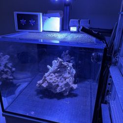 Saltwater Aquarium