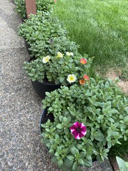 Flowers Petunias In Barrels