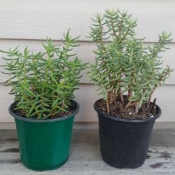 Mini Pine Succulent Plants 🪴  $5 Each 