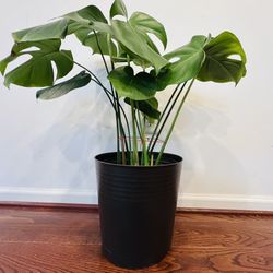 Indoor Plants - Monstera Deliciosa with brown plastic pot