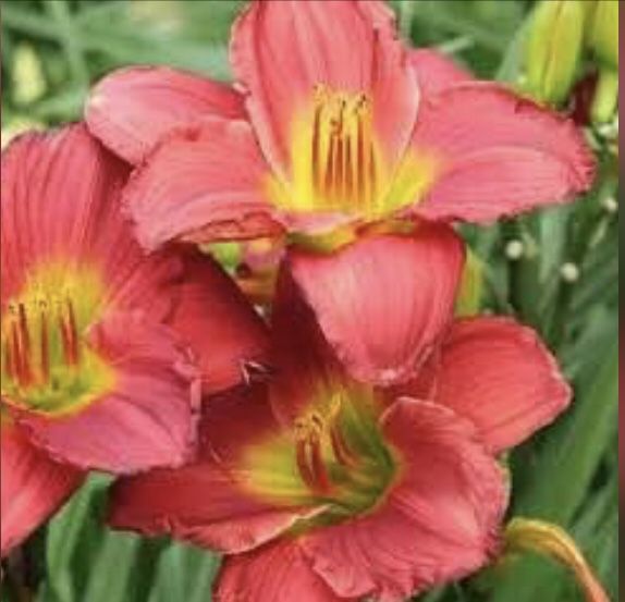 “Red Hot Returns” Daylily