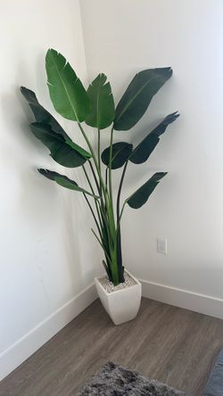 Bird of Paradise False Plant
