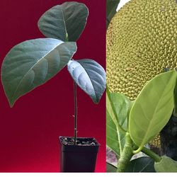 12in Jackfruit Tree + Free Luffa Seeds