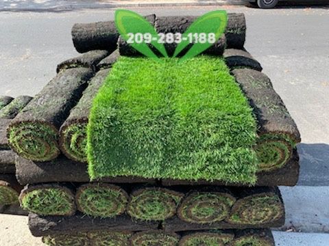 Best Quality Sod 