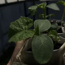 Organic cucumber plants