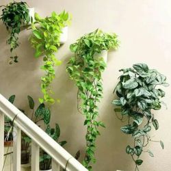 Lush Money Pothos Plant/ House Plant/ Indoor Plant Flower Patio Garden  