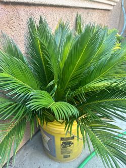 Palm