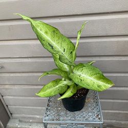 6” Dieffenbachia Camouflage