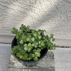 Succulent Live Plant