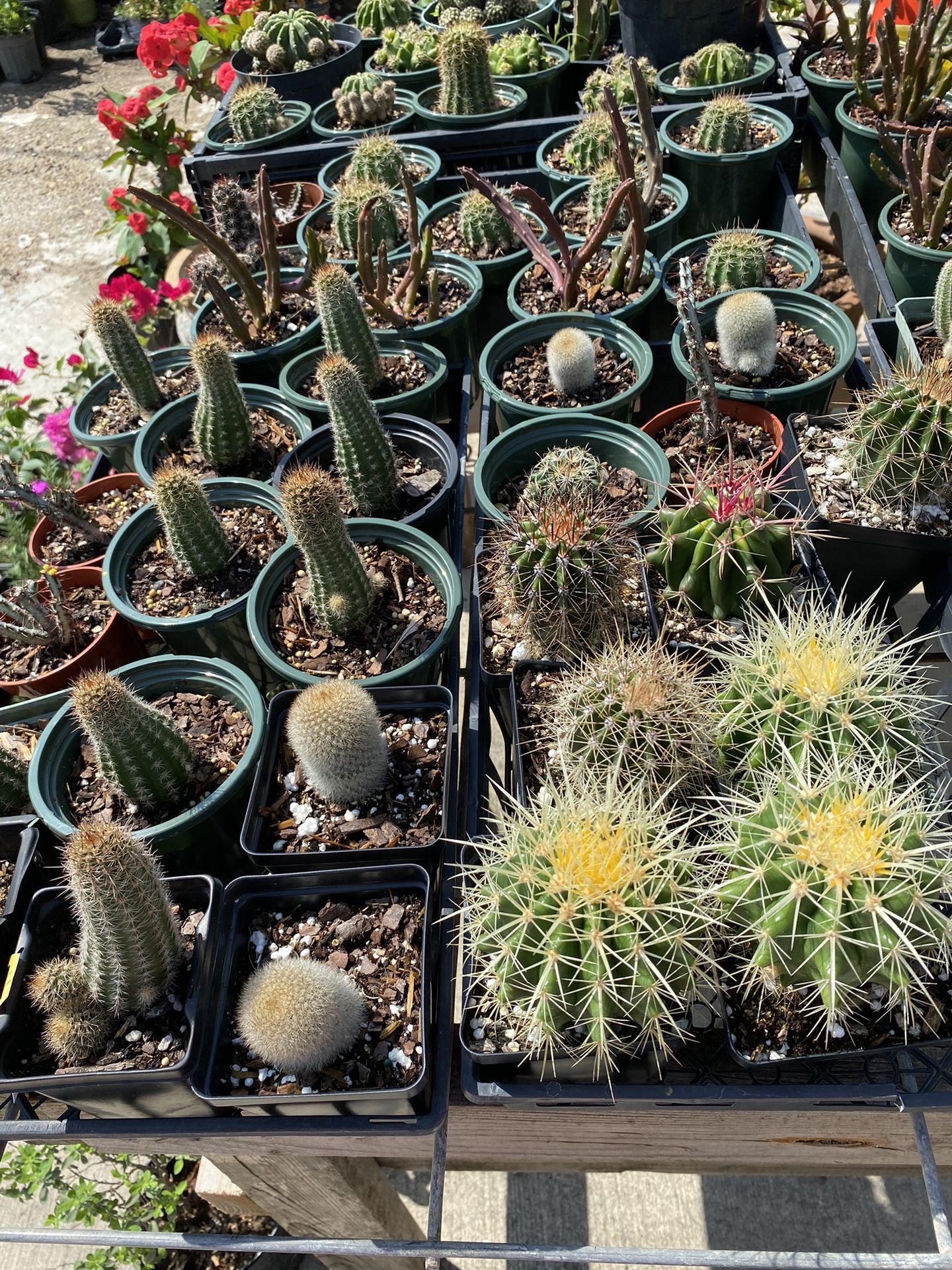 Cactus Plants Golden Barril 