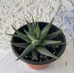 4 Inch Pot Succulent Plant - Aristaloe Aristata - Lace Aloe - Rooted & Established Plant - Drought Resistant - 🪴