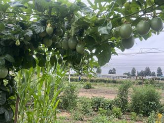 Chipilin Yerbamora Papalo Ajos Chiles Oja De Milpa 