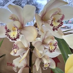 Cymbidium Orchids Địa Lan Đất 