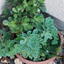 Succulents Plants 