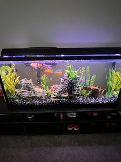 Fish Tank 