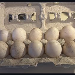 Duck Eggs