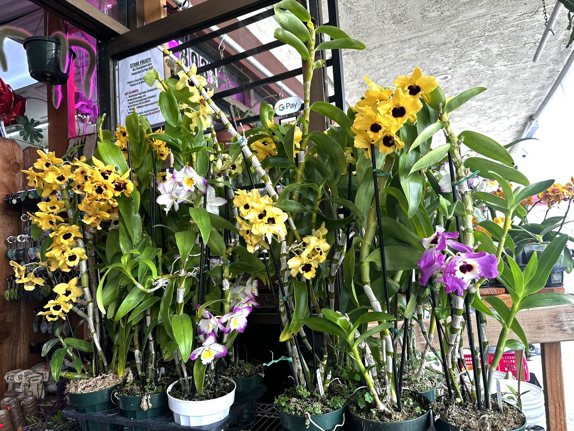 Dendrobium Sunray Gatton Orchid Fragrant Big And Tall
