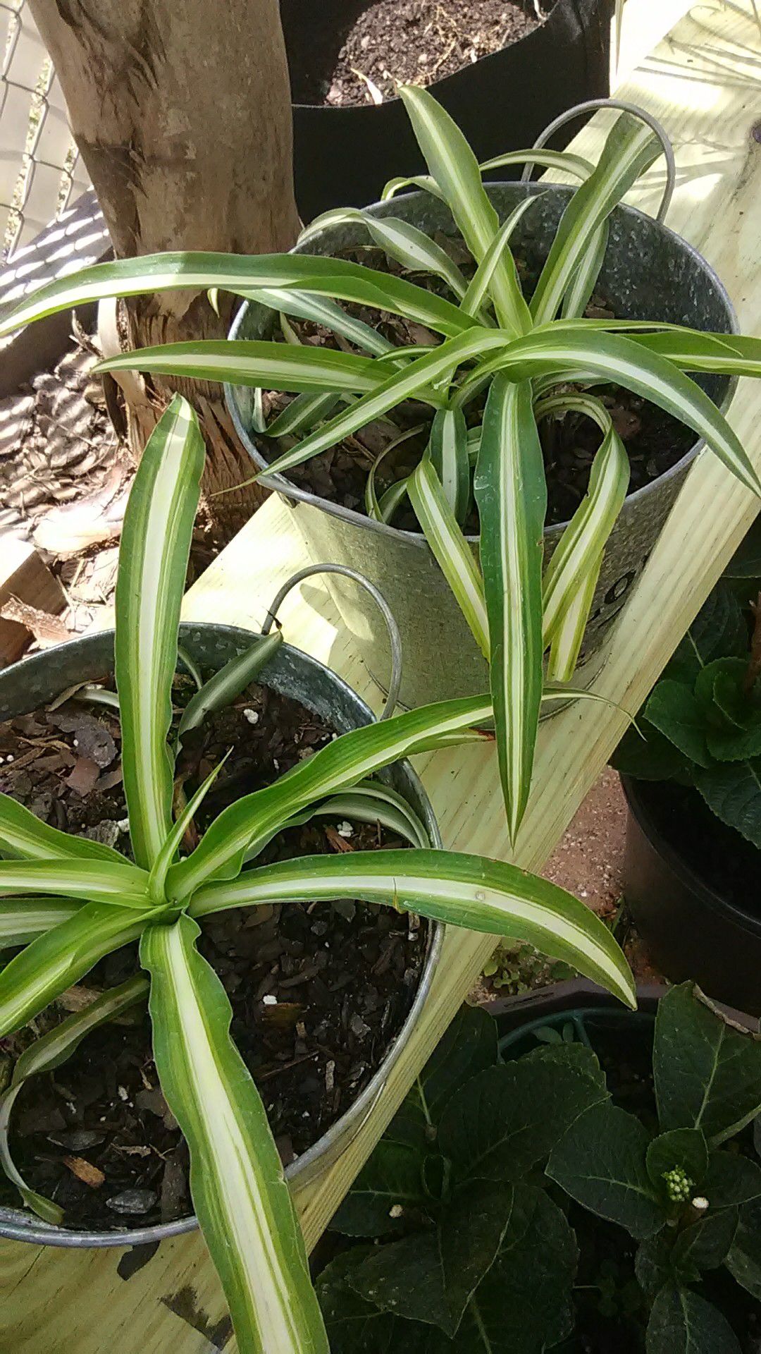 Variagated/Green Spider Plants